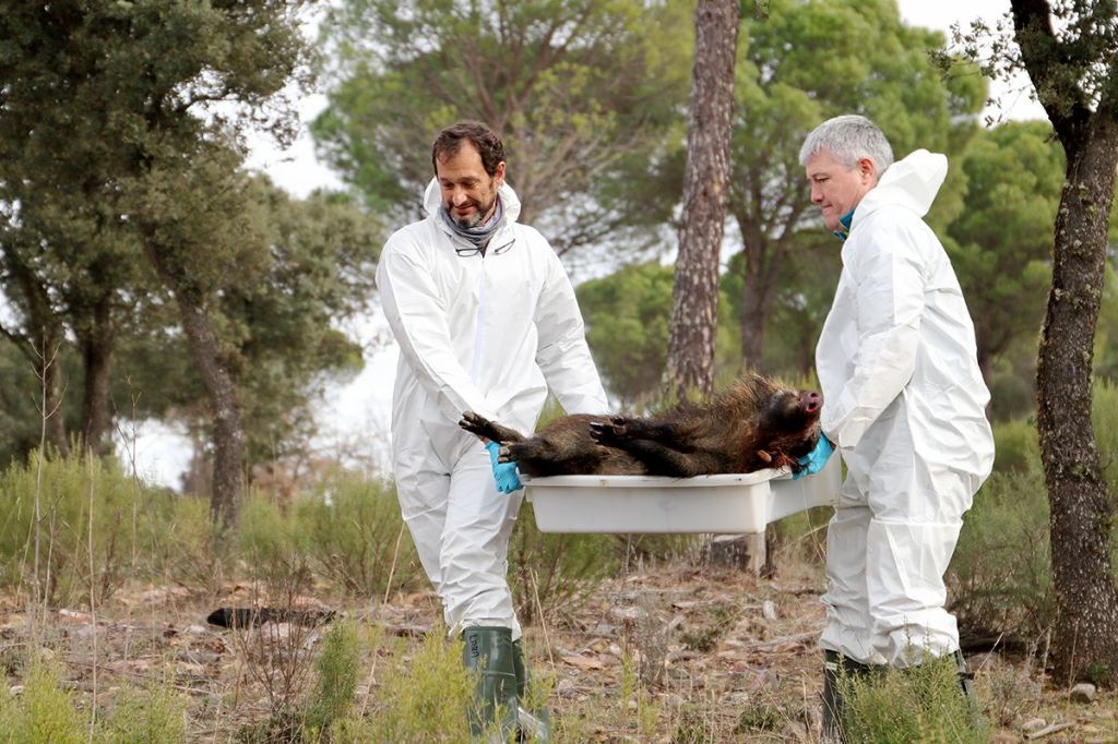 Modelos matemáticos para mejorar el control de la peste porcina&nbsp;africana