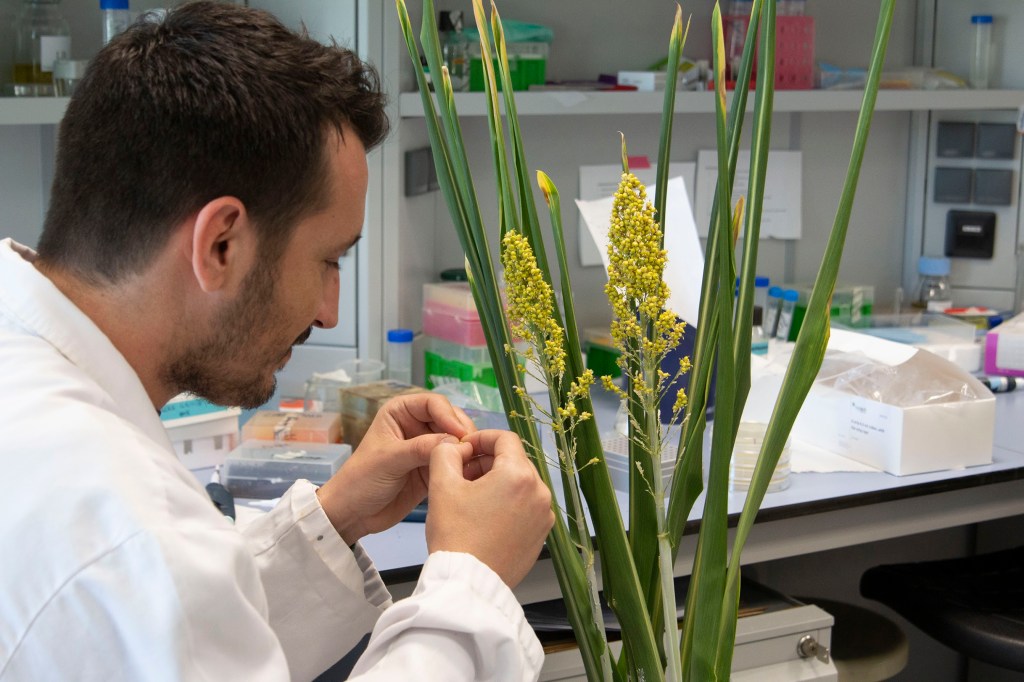Los mecanismos de las plantas frente a la sequía abren nuevas vías para el desarrollo de cultivos más&nbsp;resistentes