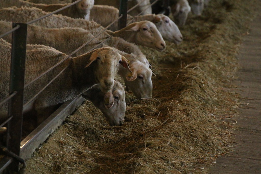 La Junta avanza en la nueva plataforma agroalimentaria ante el compromiso unánime de la industria, las cooperativas, las industrias lácteas y las organizaciones profesionales agrarias ante el&nbsp;Covid-19