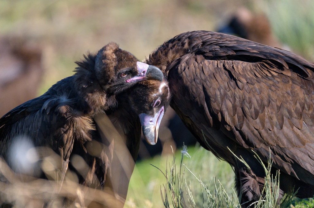 Un total de 24 buitres negros vuelan ya en la Sierra de la Demanda y&nbsp;Pirineos