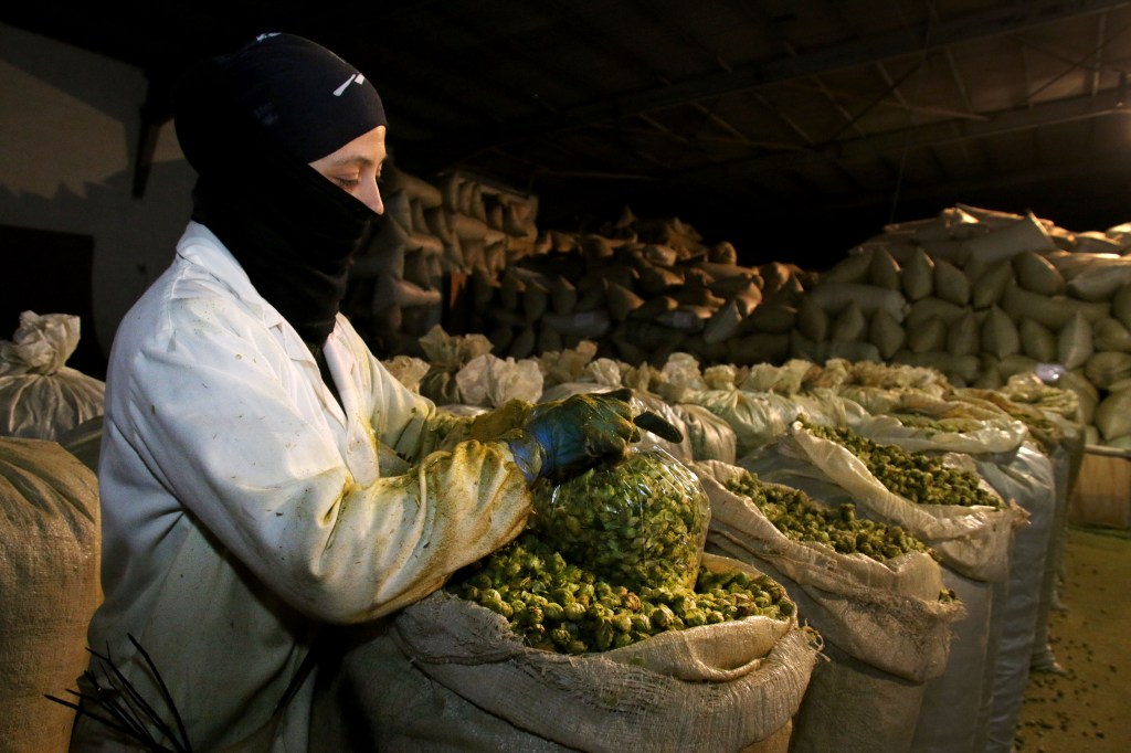 Agricultura, Ganadería y Desarrollo Rural destina 150.000 euros en ayudas al fomento del cultivo del lúpulo en Castilla y&nbsp;León