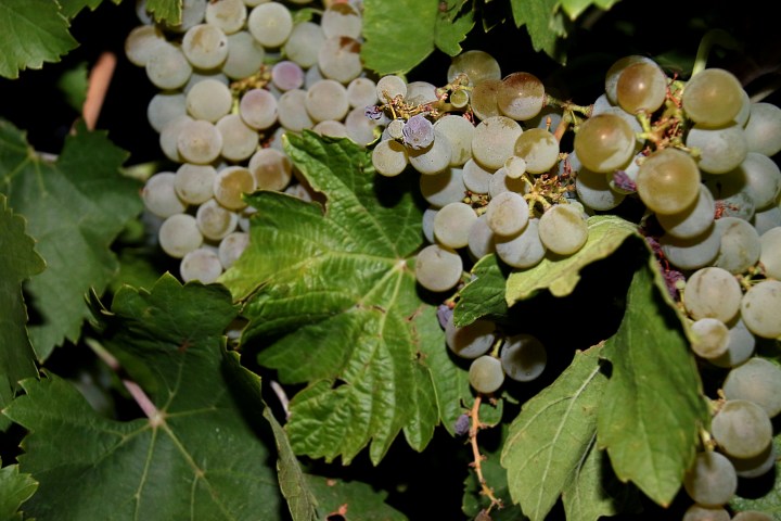 El sector vitivinícola y la Consejería de Agricultura, Ganadería y Desarrollo Rural reclaman al Ministerio de Agricultura que atienda las necesidades de Castilla y León derivadas del&nbsp;Covid-19