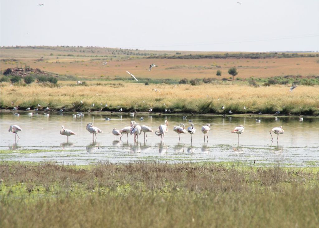 Los humedales, la pieza clave para alcanzar la neutralidad climática en&nbsp;2050