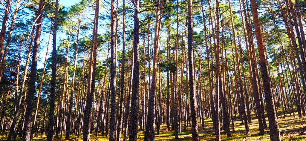 Soria será el epicentro del debate sobre el futuro de los bosques frente al cambio&nbsp;climático