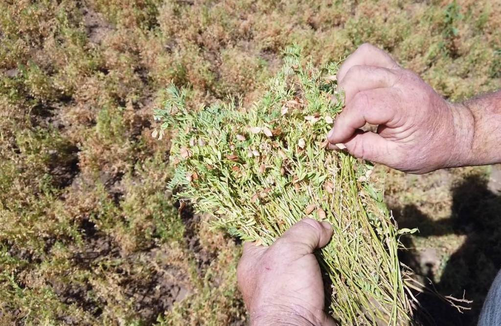 Las legumbres mejoran la fertilidad del&nbsp;suelo