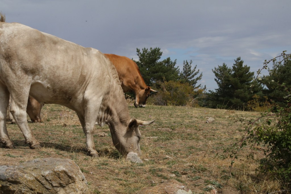 Las mejores imágenes de la transhumancia tienen&nbsp;premio