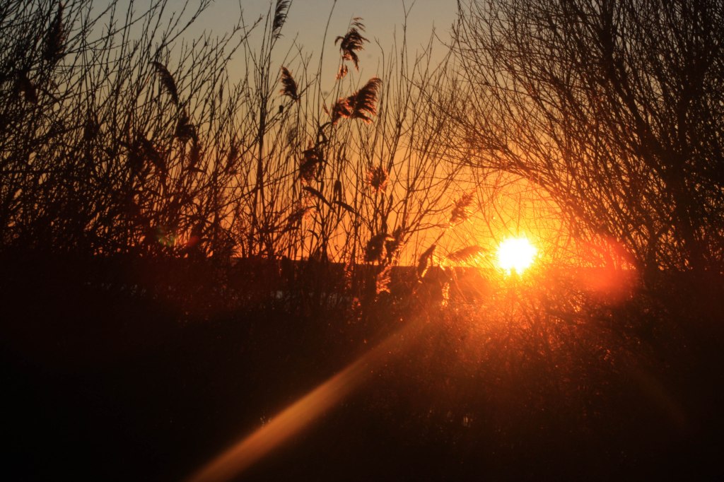 Castilla y León celebra el Día Mundial de las Aves&nbsp;Migratorias