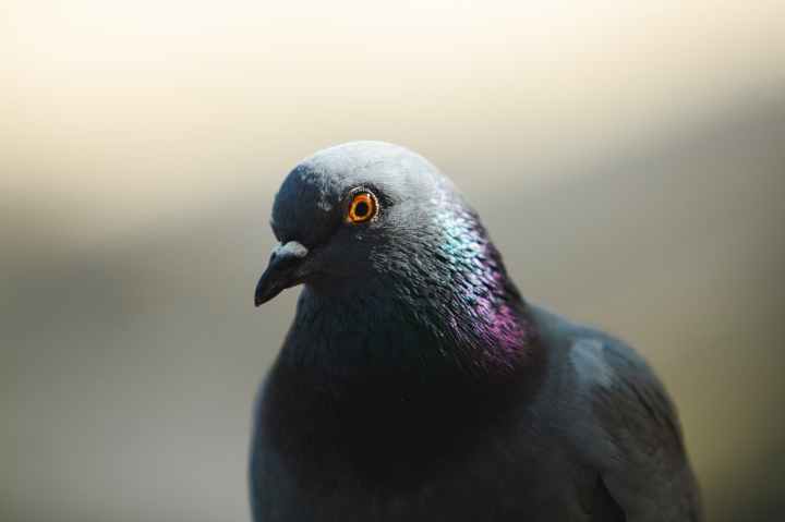 La tórtola común no podrá ser objeto de caza en los próximos&nbsp;años