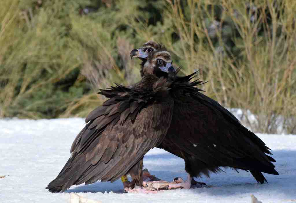 La Sierra de la Demanda recibe a la segunda camada de buitres&nbsp;negros