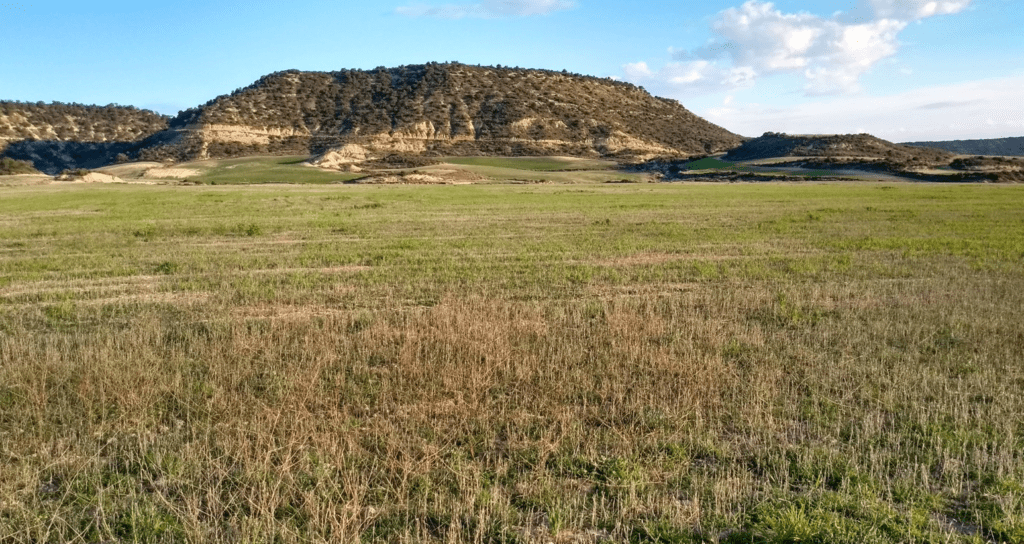 La flexibilidad en los barbechos, una nueva amenaza para las aves&nbsp;esteparias