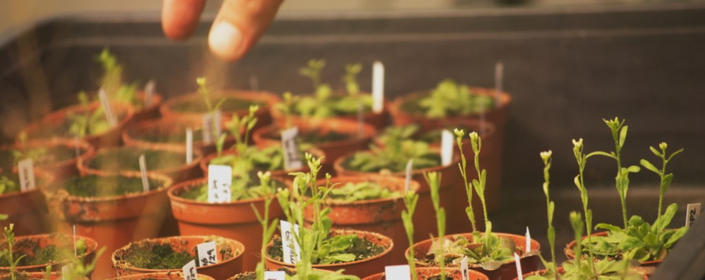 FITONET, la red social de la biodiversidad&nbsp;vegetal