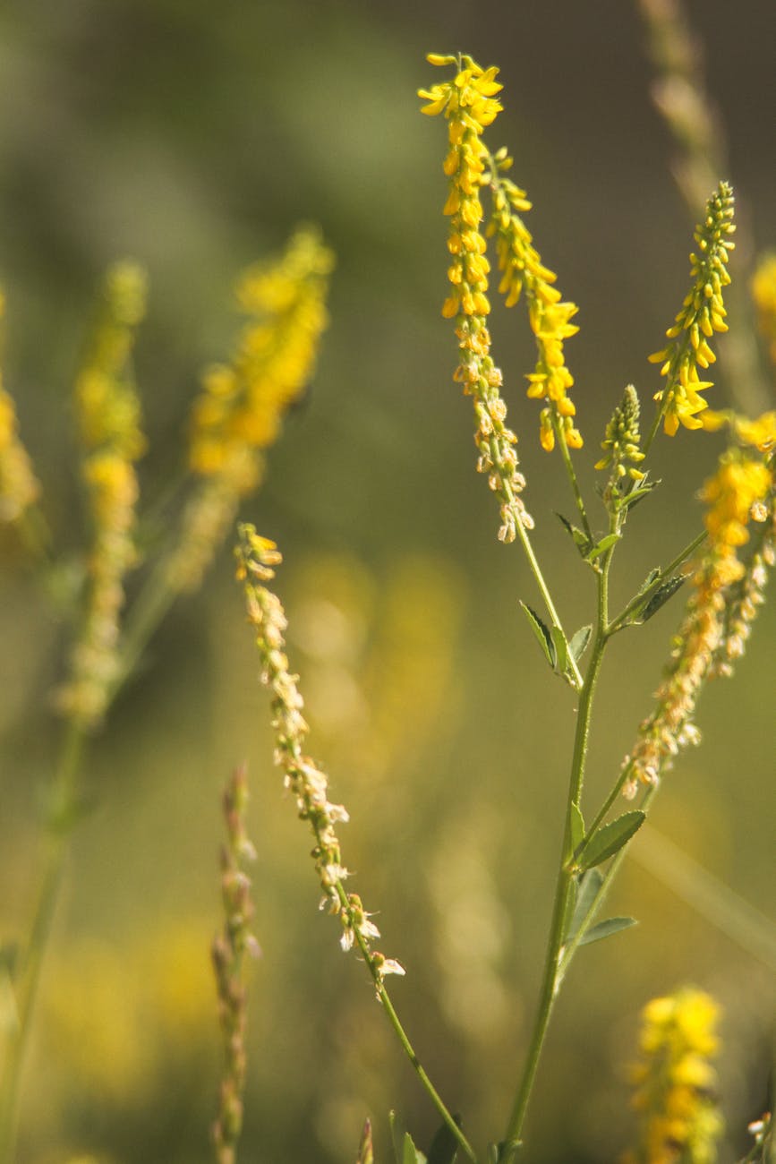 Castilla y León impulsa la agricultura ecológica enEspaña, que aumenta un 12 % y supera los 3 millones de hectáreas en&nbsp;2023