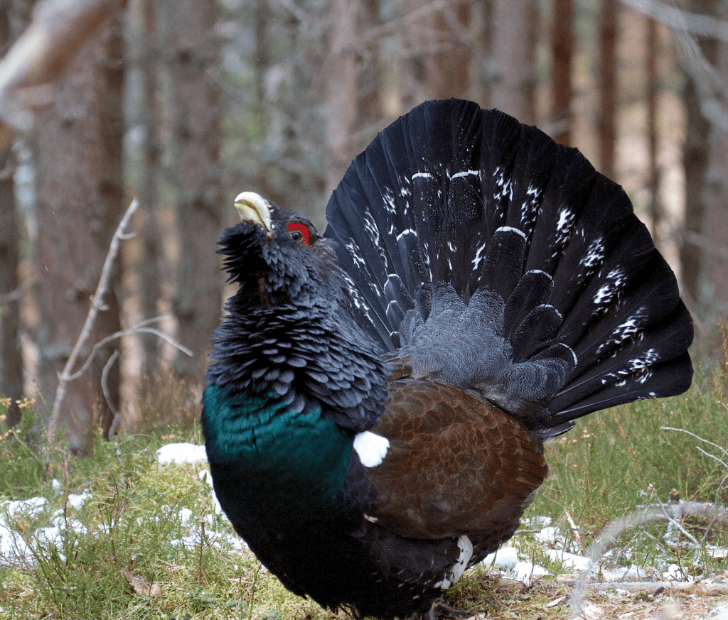 RESTRINGIDO TEMPORALMENTE EL ACCESO A ÁREAS CRÍTICAS DE UROGALLO EN LOS TÉRMINOS MUNICIPALES DE VILLABLINO, PALACIOS DEL SIL Y MURIAS DE&nbsp;PAREDES