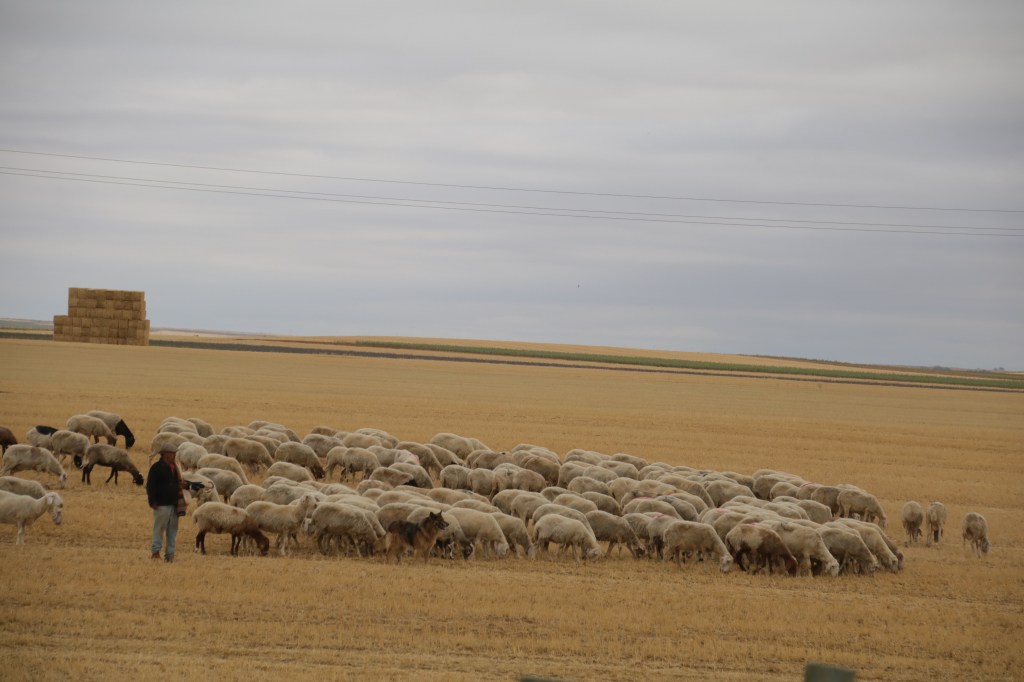 Once ayuntamientos y once juntas vecinales palentinas reciben 75.000 euros de ayuda para infraestructuras agroganaderas