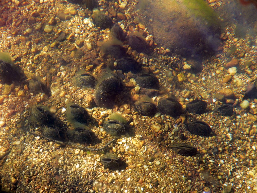CASTILLA Y LEÓN PONE EN MARCHA UN NUEVO PROYECTO PARA LA CONSERVACIÓN DE LA NÁYADE O MEJILLÓN DE RÍO EN PELIGRO DE&nbsp;EXTINCIÓN