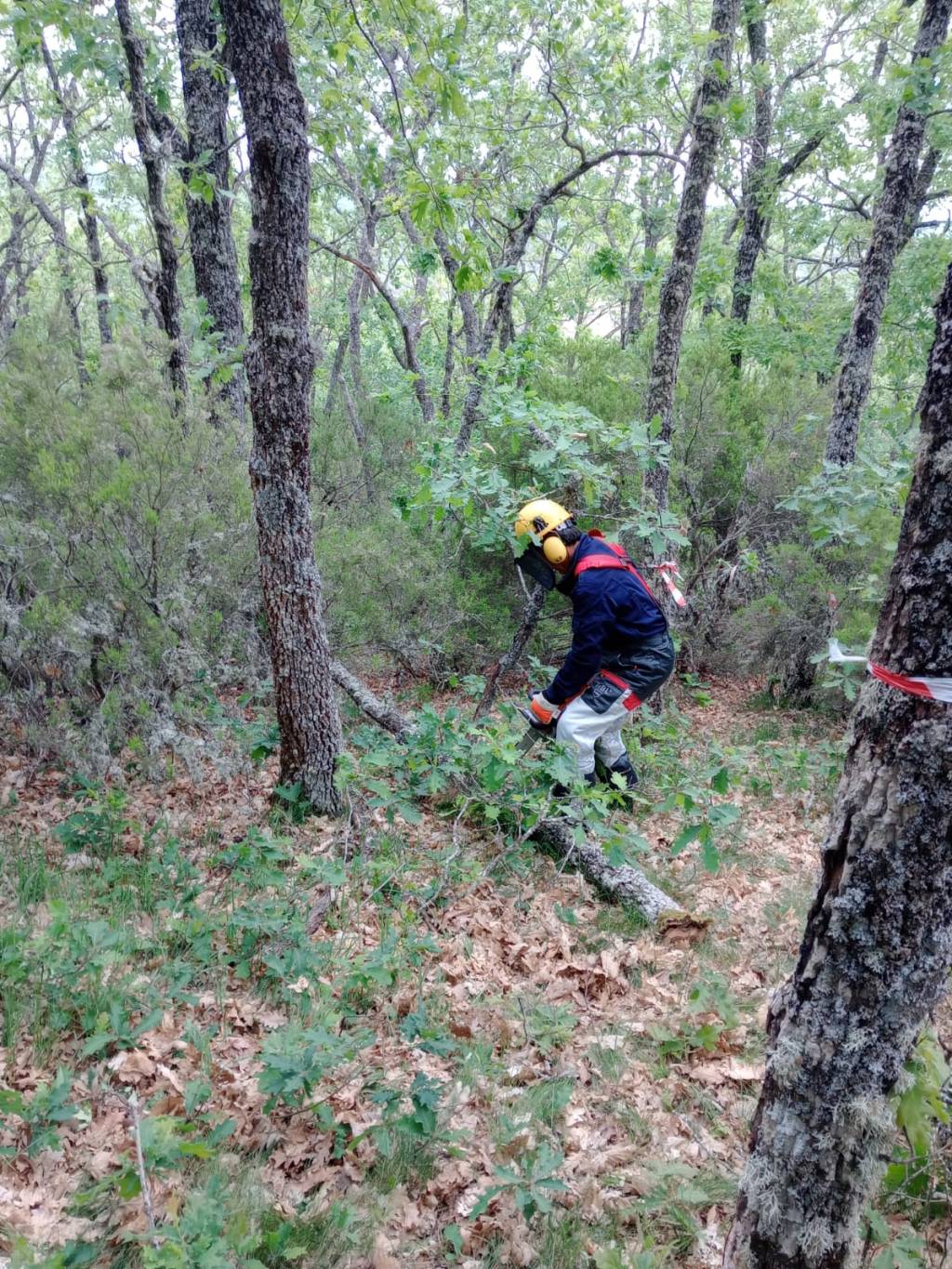 Tablares X llega forma a 8 alumnos en explotación&nbsp;forestal