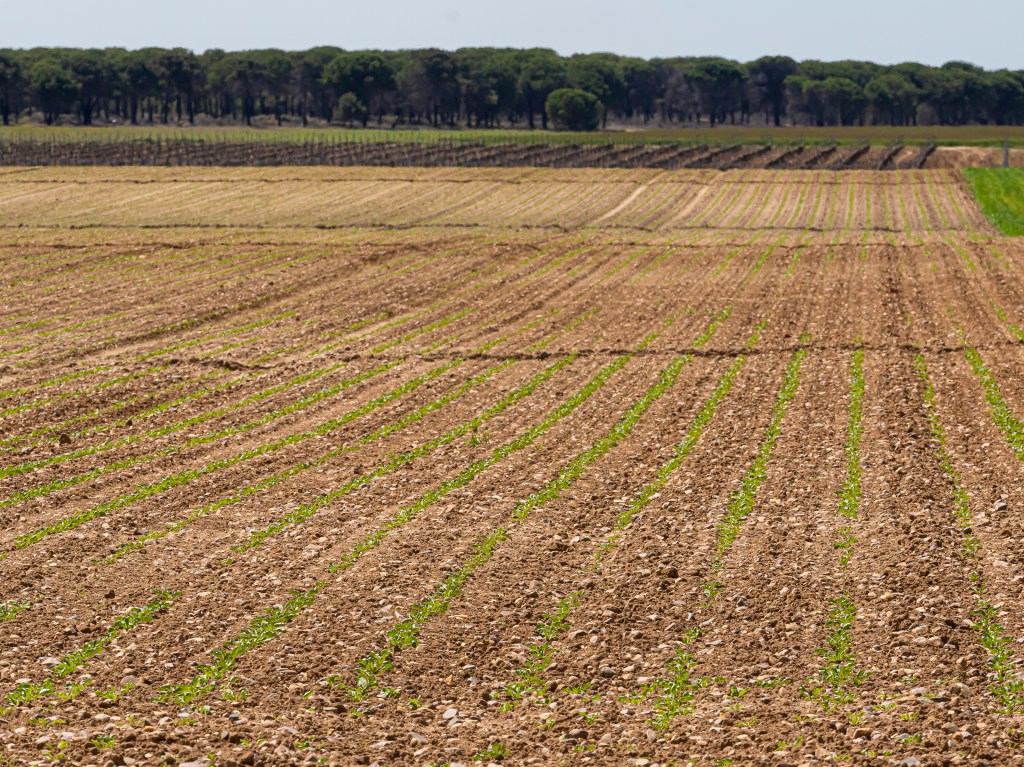 El cultivo de la remolacha en ACOR vuelve a superar las 10.000 hectáreas, un 50% más que en la pasada&nbsp;campaña