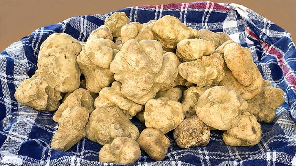 Un estudio descubrirá la viabilidad del cultivo de la trufa blanca en&nbsp;Palencia