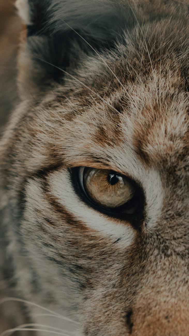 ¿Puede el lince ibérico reintroducirse en el Cerrato&nbsp;palentino?
