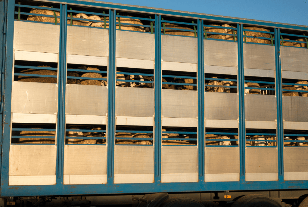 SALAMANCA ACOGE UNA JORNADA QUE ANALIZA EL NUEVO REGLAMENTO DE BIENESTAR&nbsp;ANIMAL