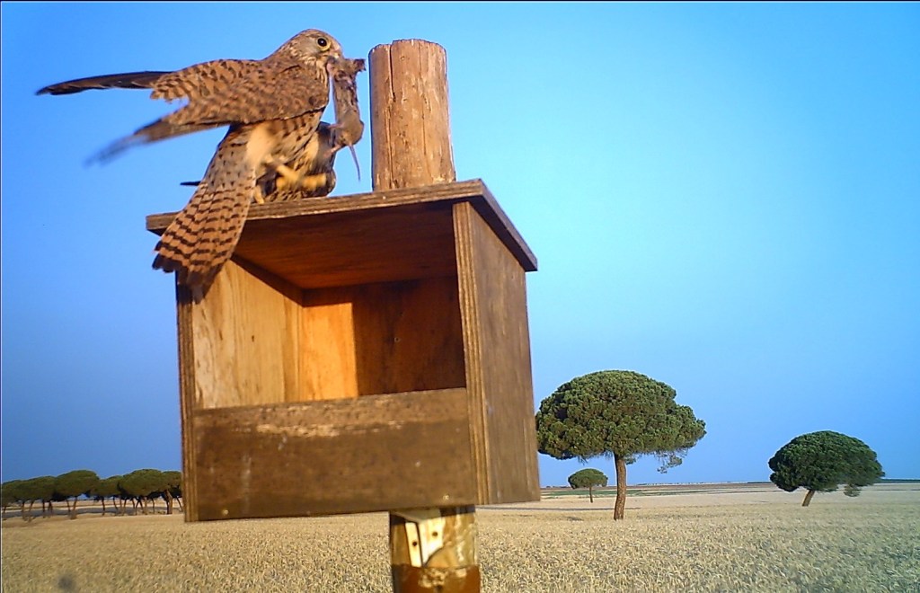 Más de cien cajas nido de rapaces controlan a los topillos en Tierra de&nbsp;Campos
