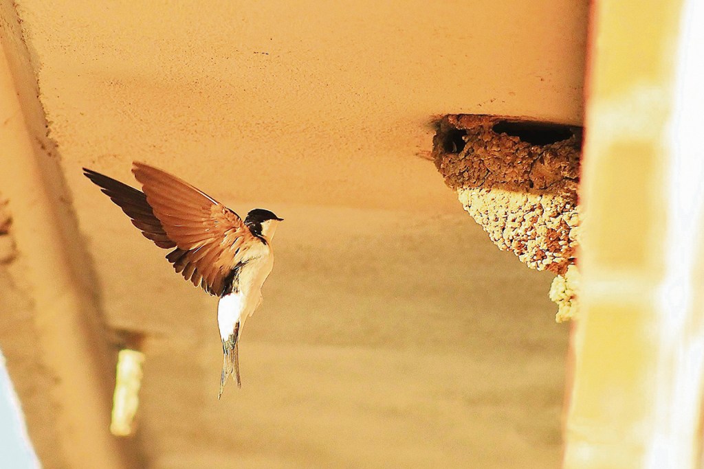 Los tres mosquiteros: los insecticidas&nbsp;gratuitos