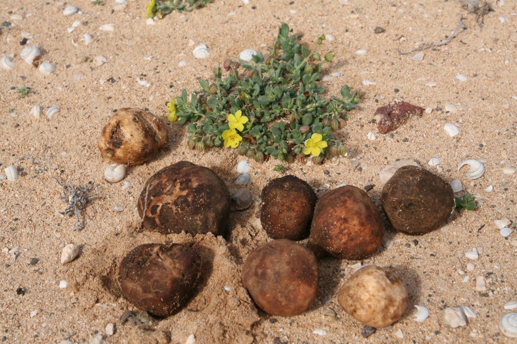 La trufa del desierto: de alimento de pastores a los restaurantes más&nbsp;exclusivos