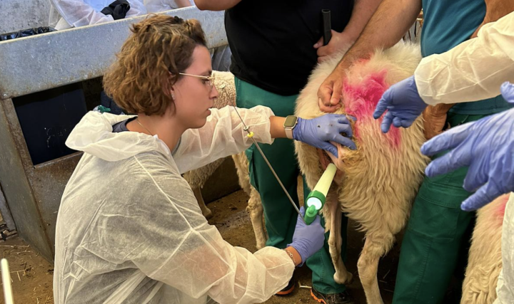 Gran Éxito del XVII Curso de Reproducción e Inseminación Artificial en Ganado Ovino y Caprino en Ovigen,&nbsp;Zamora