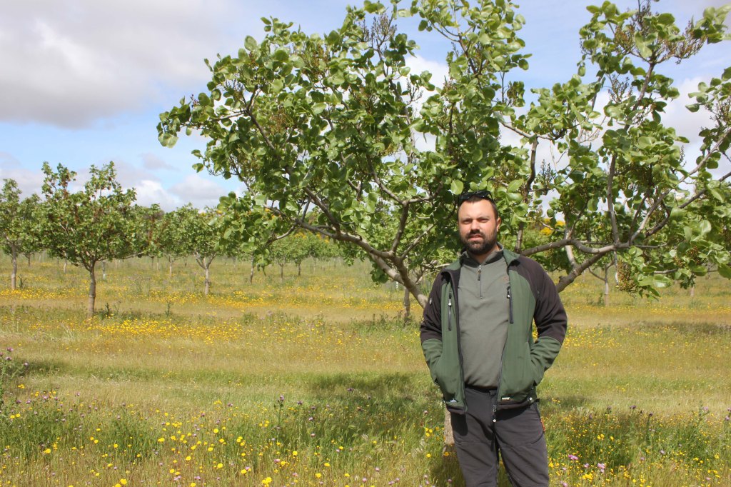 El pistacho, un fruto seco que destaca en Tierra de&nbsp;Campos