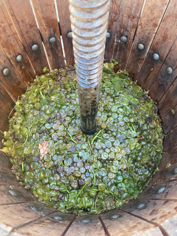 D.O. Rueda, vendimia 2025, vinos blancos, Verdejo, Sauvignon Blanc, Chardonnay, cosecha excelente, vendimia nocturna, vendimia mecanizada, calidad de la uva, enoturismo Rueda, Castilla y León, viticultura sostenible, Consejo Regulador Rueda, uva Verdejo, bodegas Rueda