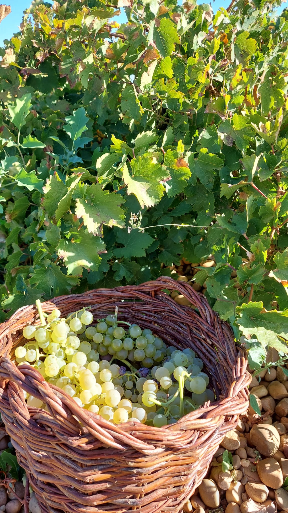 D.O. Rueda, vendimia 2025, vinos blancos, Verdejo, Sauvignon Blanc, Chardonnay, cosecha excelente, vendimia nocturna, vendimia mecanizada, calidad de la uva, enoturismo Rueda, Castilla y León, viticultura sostenible, Consejo Regulador Rueda, uva Verdejo, bodegas Rueda