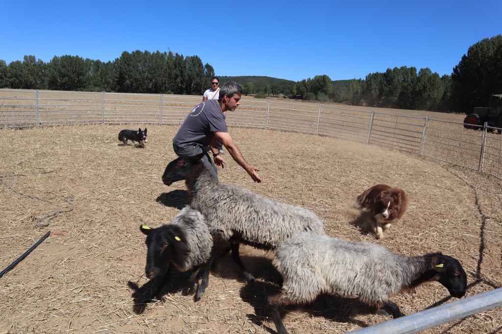 La Experiencia de Ganaderos y Expertos se une en una segunda edición del curso que forma a los&nbsp;perros