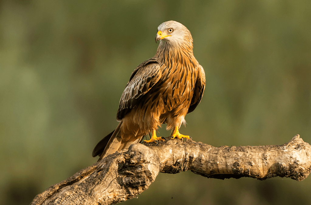 Castilla y León registra más de 28.000 Milanos Reales en su censo&nbsp;invernante