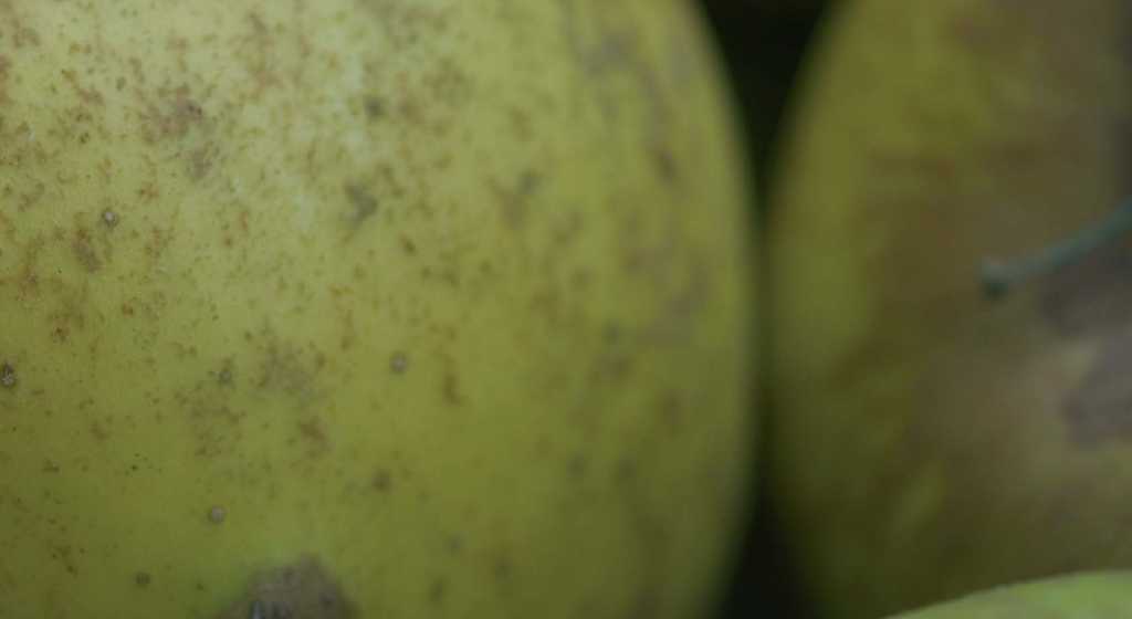 Las Caderechas impulsa la formación de fruticultores con nuevas jornadas técnicas en&nbsp;noviembre