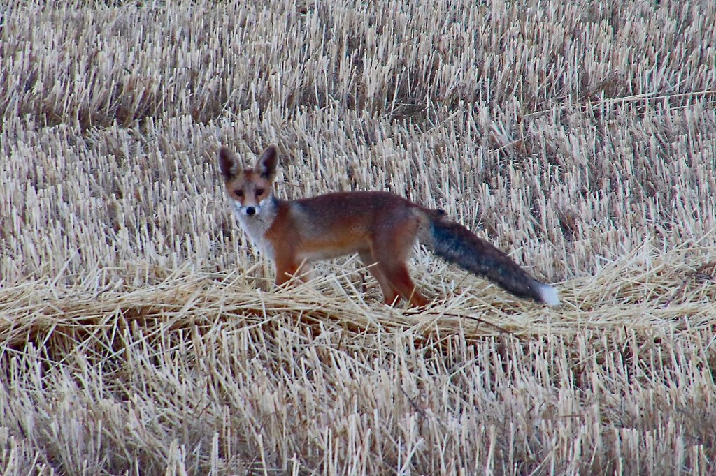El zorro, un escudo ante las&nbsp;enfermedades