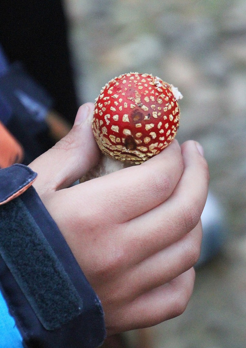 Castilla y León vive la mejor temporada de setas en ocho&nbsp;años