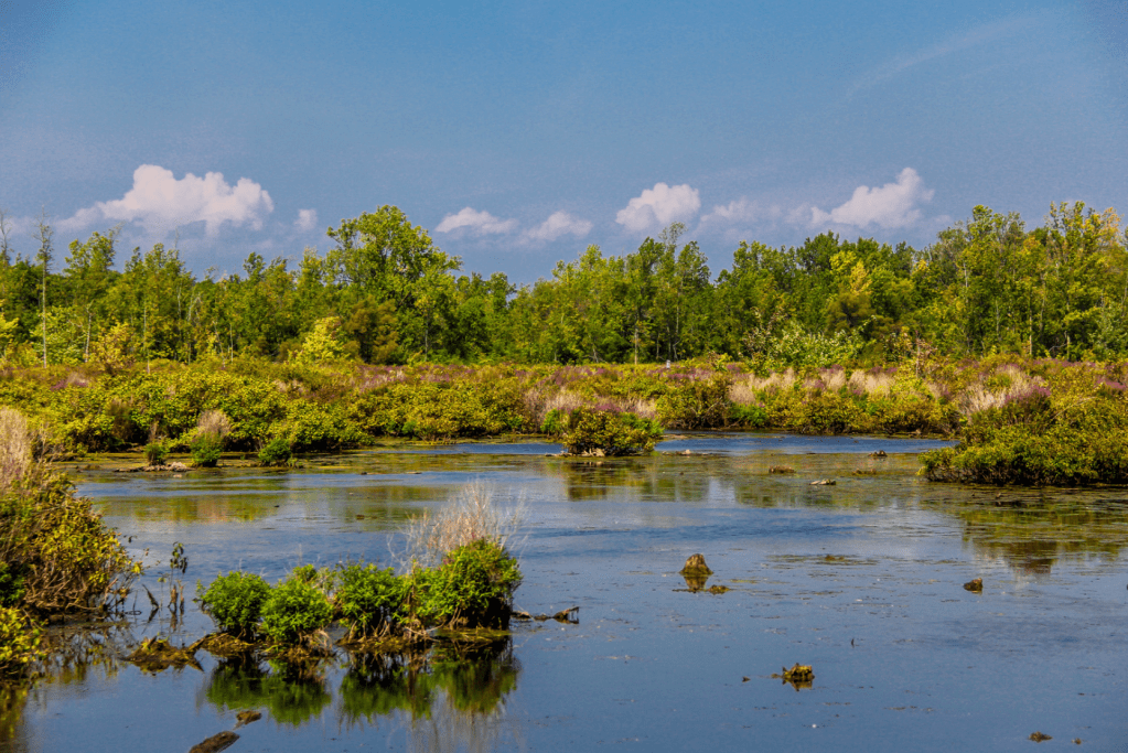 Llamamiento internacional a la COP29: Restaurar los humedales como solución a la crisis&nbsp;climática