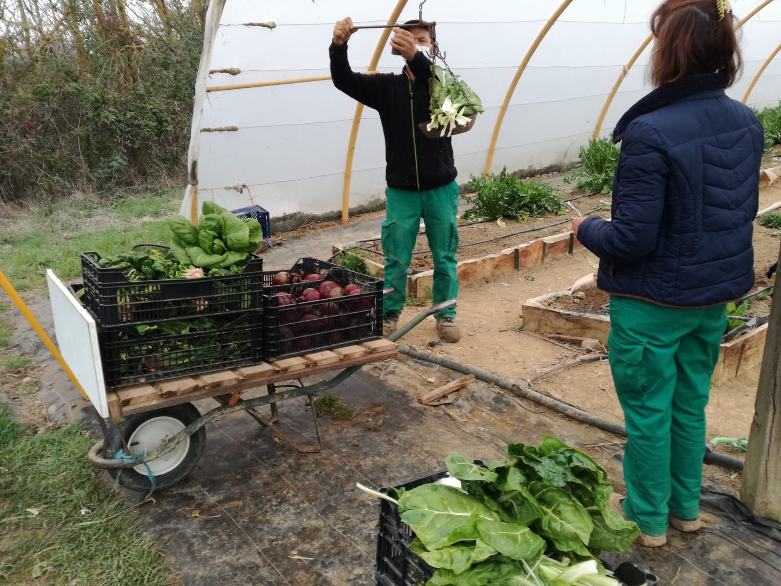 Castilla y León eleva al 25 % las ayudas para jóvenes agricultores y ganaderos que contraten seguros agrarios