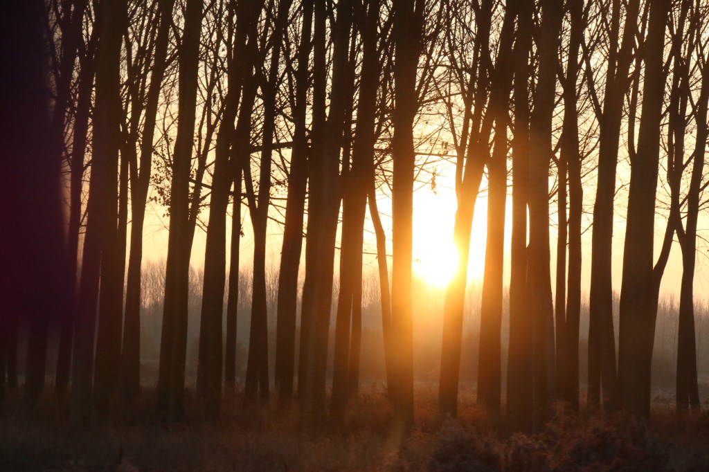 Reconecta fomenta la gestión sostenible de bosques privados en&nbsp;España