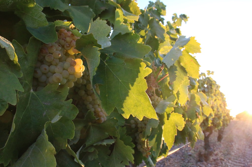 Una nueva orientación de la vid mejora la calidad del vino y se adapta al cambio&nbsp;climático