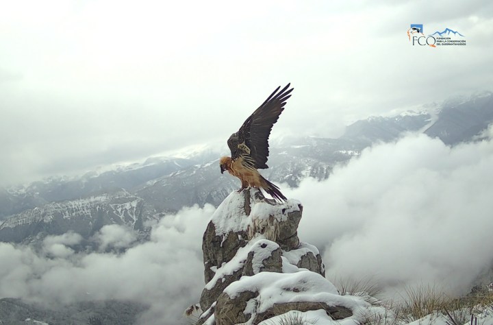 Tres nuevos quebrantahuesos nacen en libertad en los Picos de Europa por primera vez en una misma&nbsp;temporada