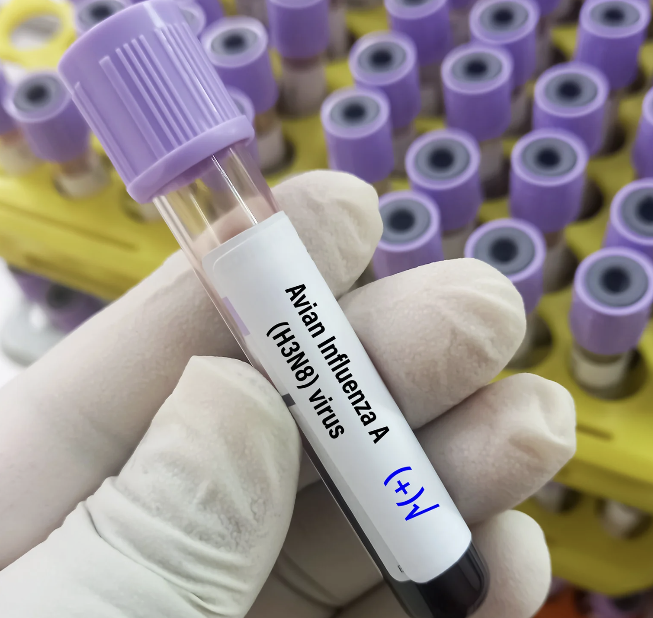 La Junta de Castilla y León confirma gripe aviar en un águila calzada en Pedraza de Alba y refuerza las medidas de vigilancia y bioseguridad.