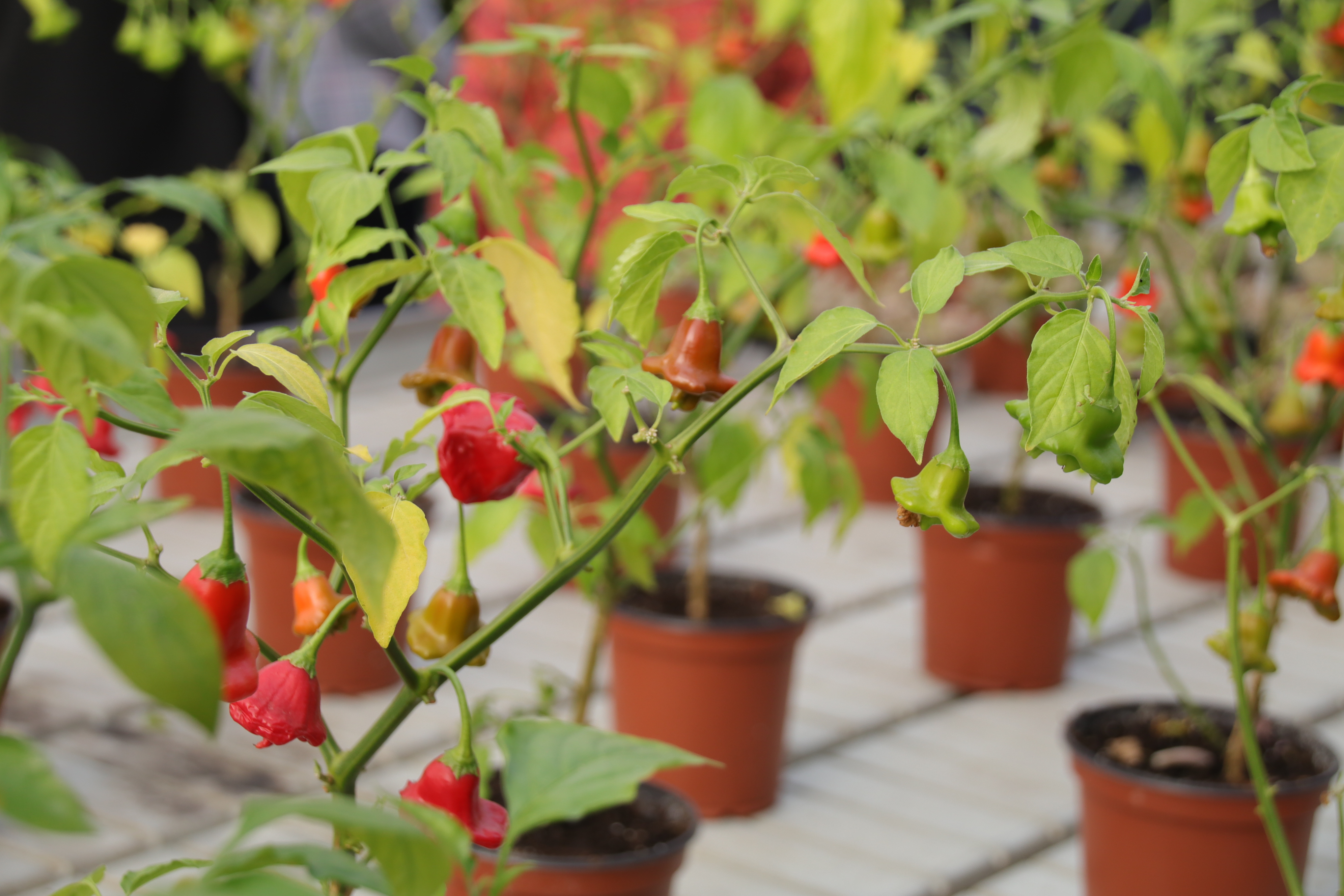 ITACyL, Plant Power, innovación agroalimentaria, sostenibilidad, economía circular, alimentos vegetales, harinas germinadas, Hiperbaric, NaturSnacks, Castilla y León, guía de buenas prácticas, tecnología agroalimentaria