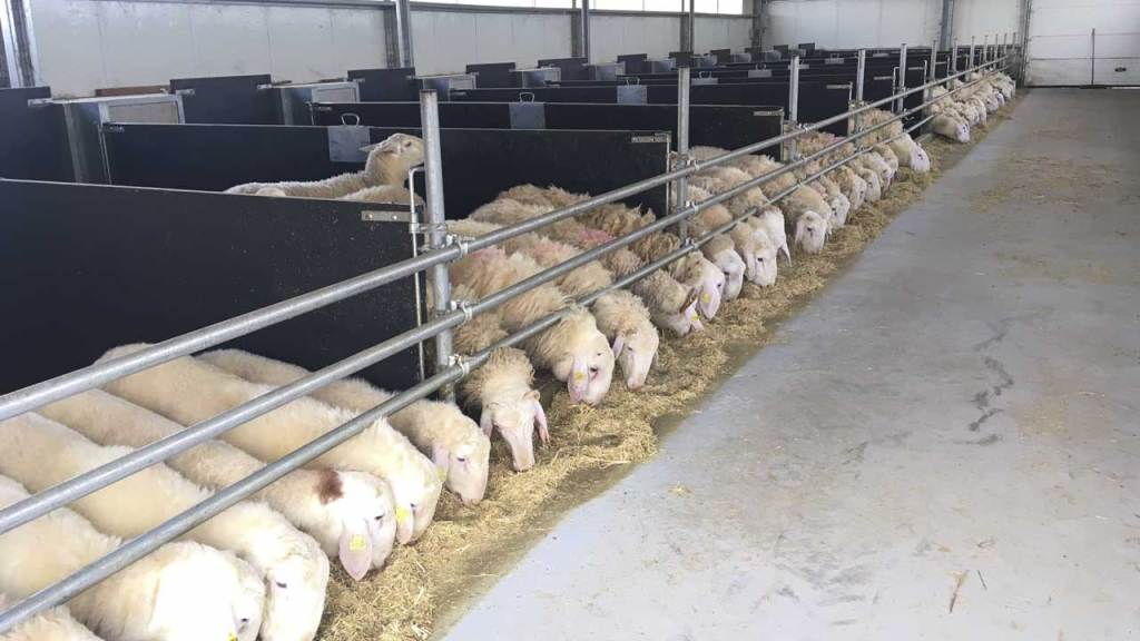 Ovigén ofrece a los ganaderos un nuevo servicio de análisis de calidad de la&nbsp;lana