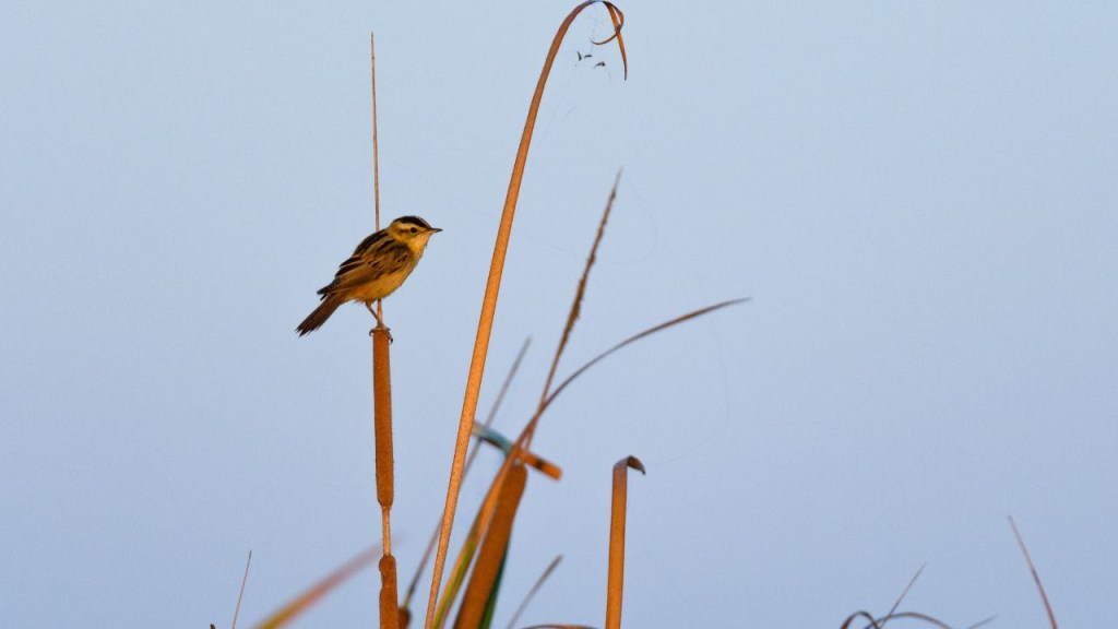 Fundación Global Nature alerta de la urgencia de restaurar los humedales tras los récords de biodiversidad de 2025 y reclama completar el Inventario Nacional.