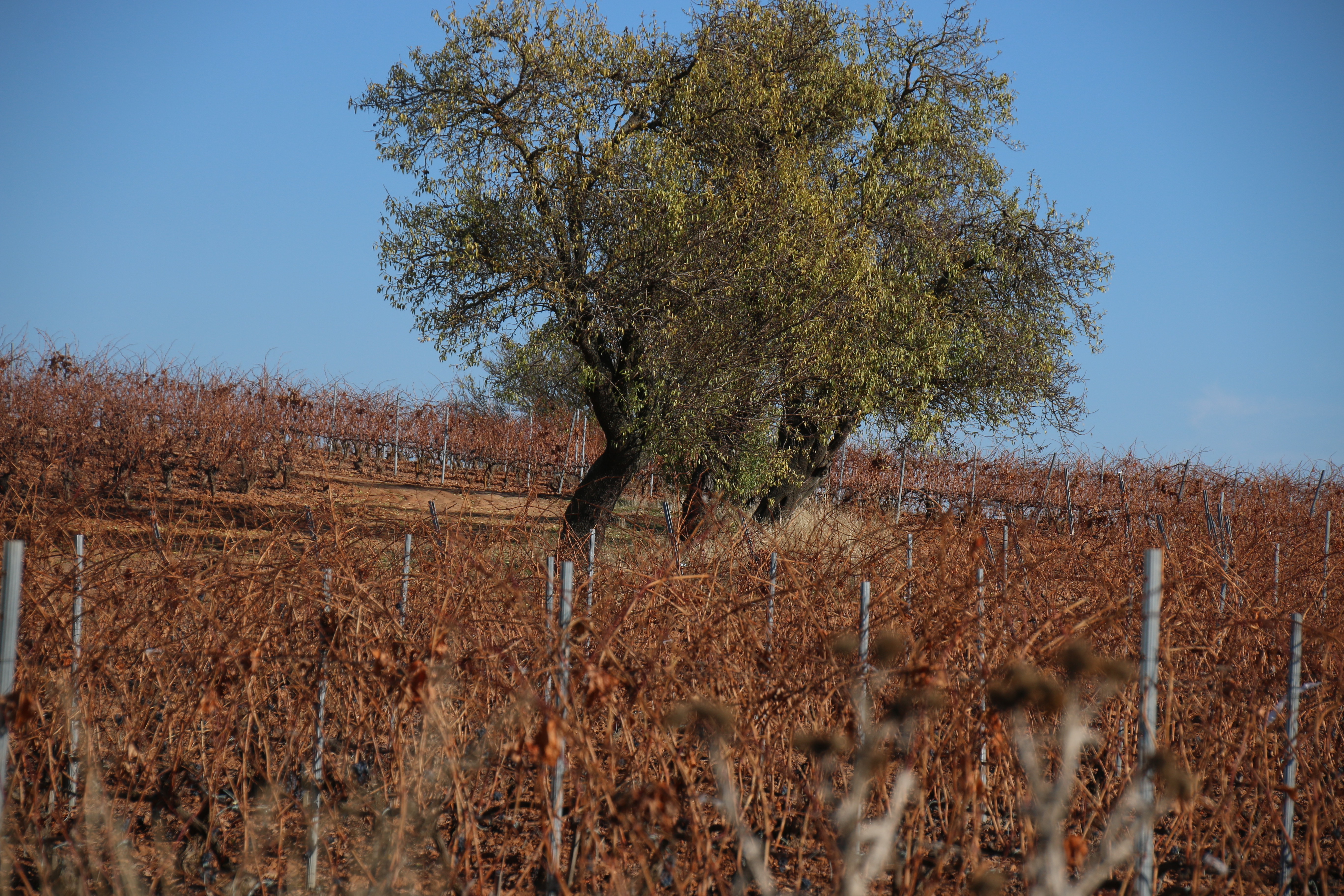 Jornada técnica en Valladolid sobre alternativas sostenibles para la gestión de podas de viñedo: bioeconomía, biochar, créditos de carbono y usos innovadores en AGROVID.