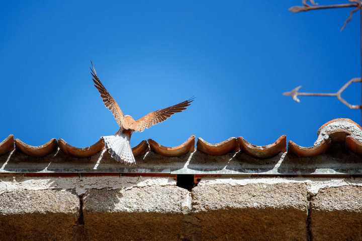 GREFA impulsa la conservación del cernícalo primilla en la Campiña Segoviana con más de 30 nidales en iglesias y edificios públicos, integrando biodiversidad, patrimonio y desarrollo rural.