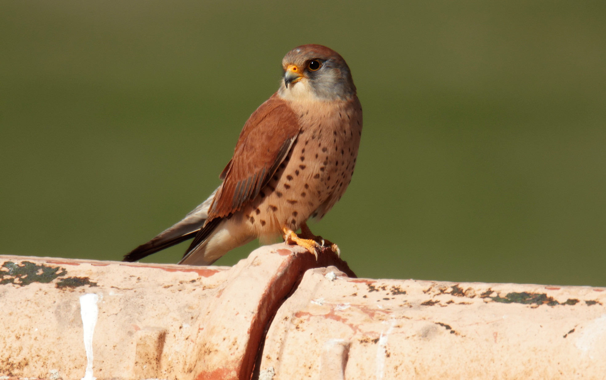 GREFA impulsa la conservación del cernícalo primilla en la Campiña Segoviana con más de 30 nidales en iglesias y edificios públicos, integrando biodiversidad, patrimonio y desarrollo rural.