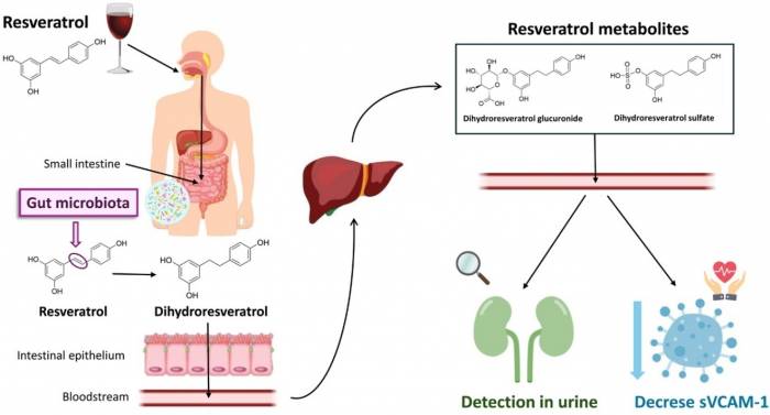 Un estudio con más de 18.000 personas concluye que el consumo moderado de vino, dentro de la dieta mediterránea, reduce la mortalidad hasta un 33%.