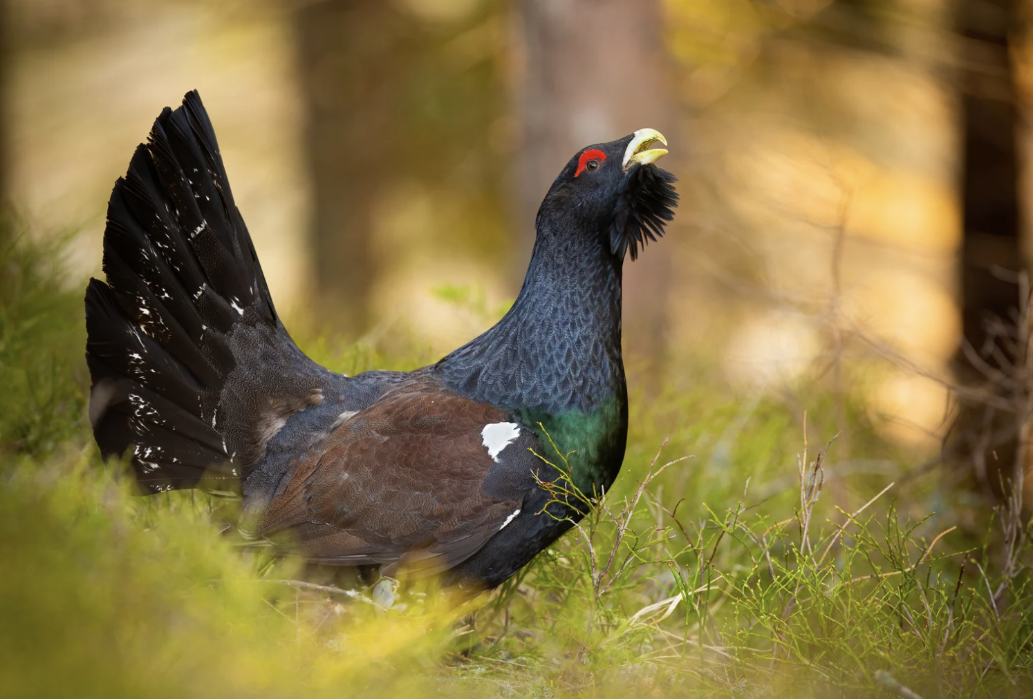 Castilla y León, MITECO y Occitania llegan a un acuerdo para recuperar el urogallo en la Cantábrica